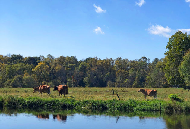 Truly Pasture-Raised - cattle in a pasture by a pond
