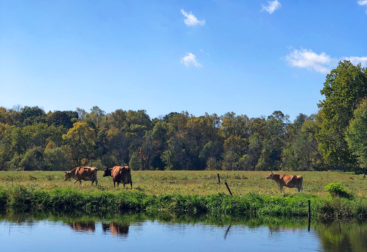 Truly Pasture-Raised - cattle in a pasture by a pond