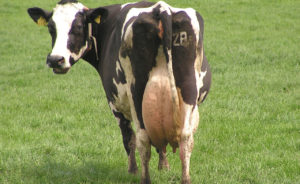 Dairy Cow