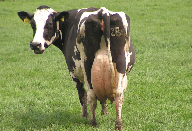 Dairy Cow