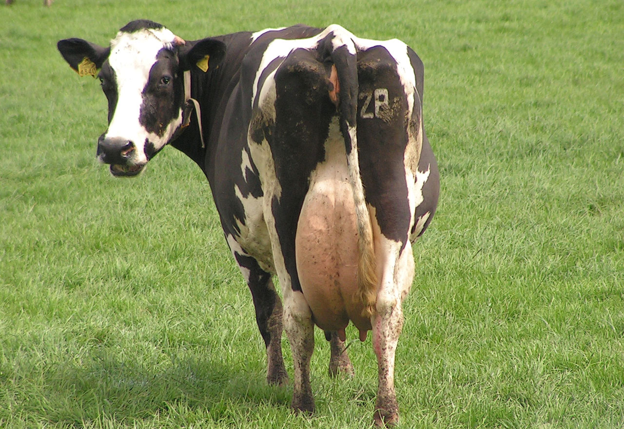 Dairy Cow