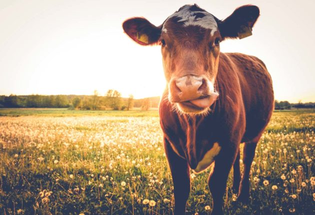 Cow on pasture