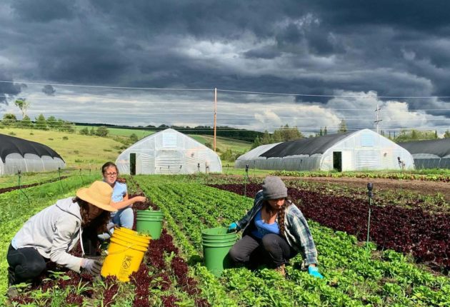 Bear Creek Organic Farm