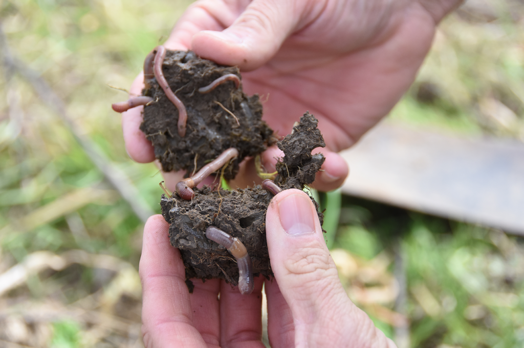 Soil