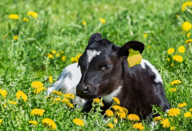 Dairy Calf