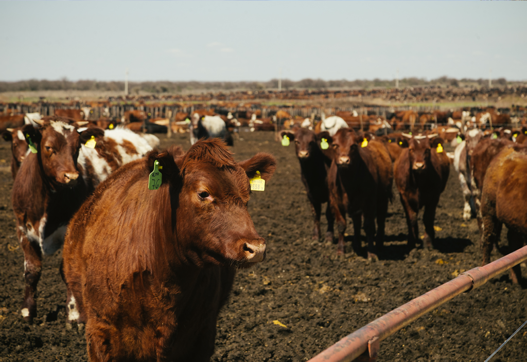 Cows