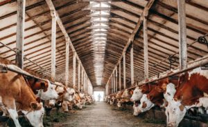 cows in a barn