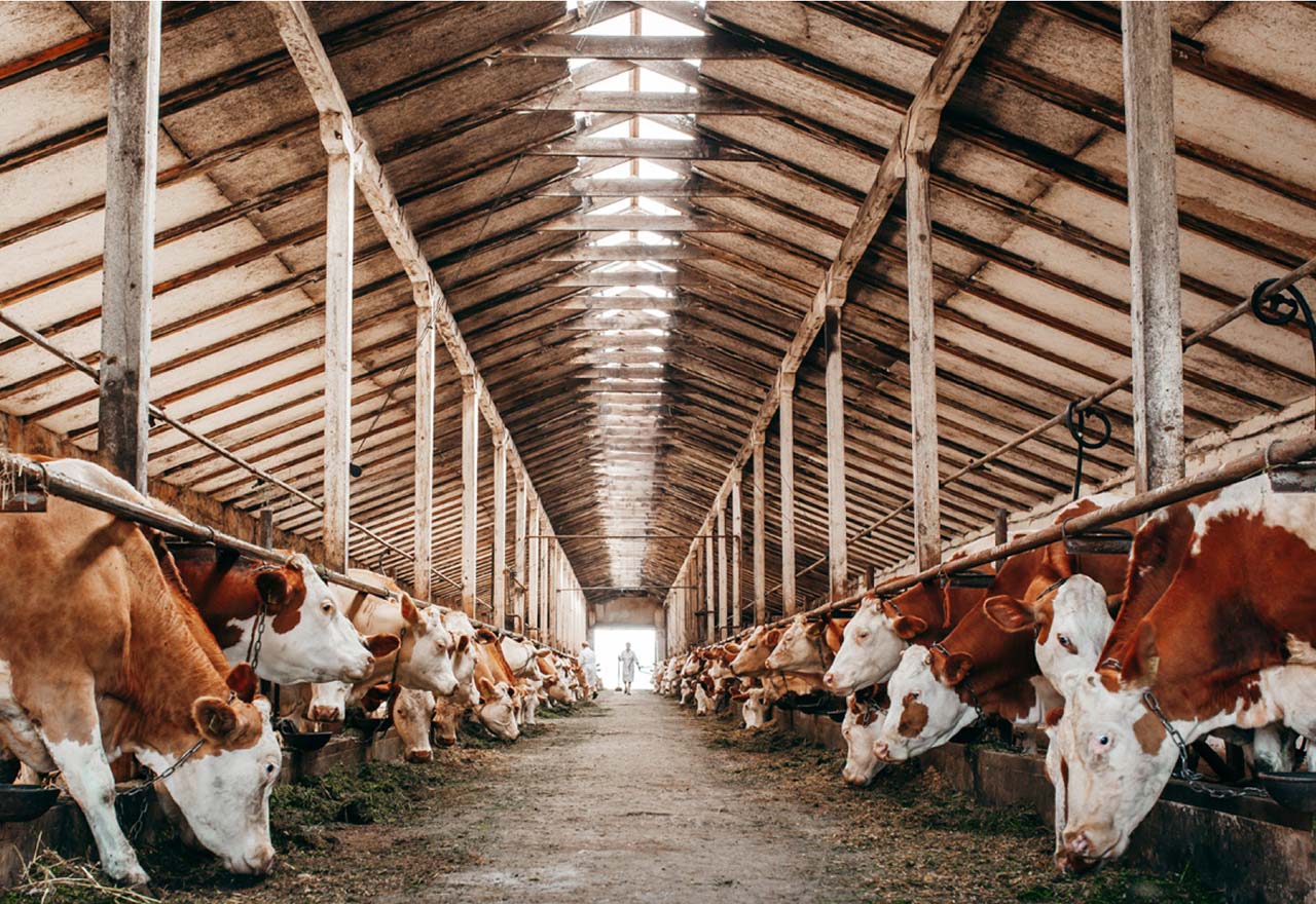 cows in a barn