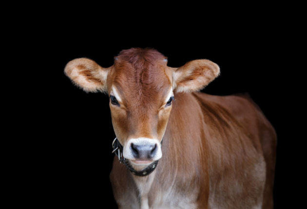 An organic jersey cow