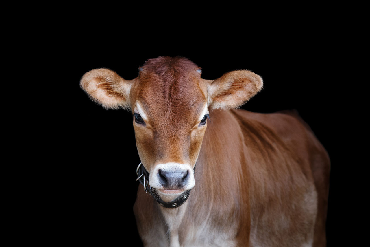 An organic jersey cow