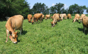 Cows graze in pasture