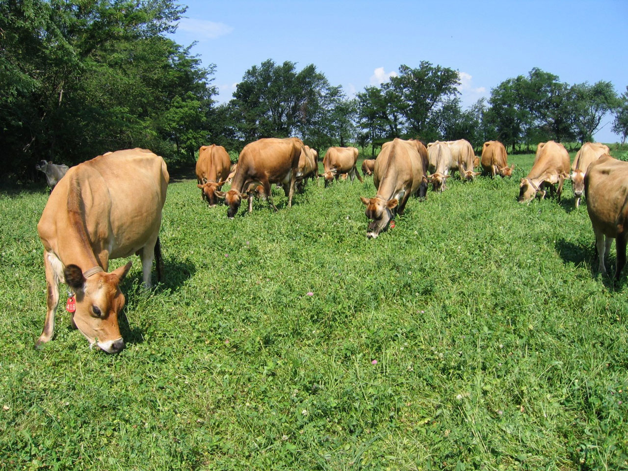 Cows graze in pasture