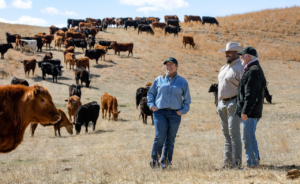 Farmers with cattle in the sand hills of nebraska