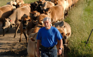 Dairy farmer walking with cows in pasture