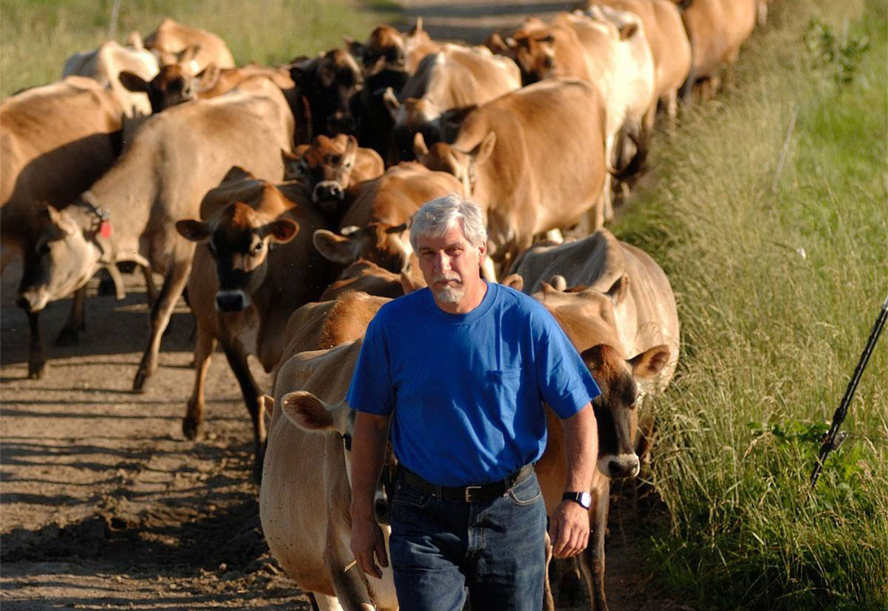 Dairy farmer walking with cows in pasture