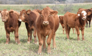 organic cows on pasture