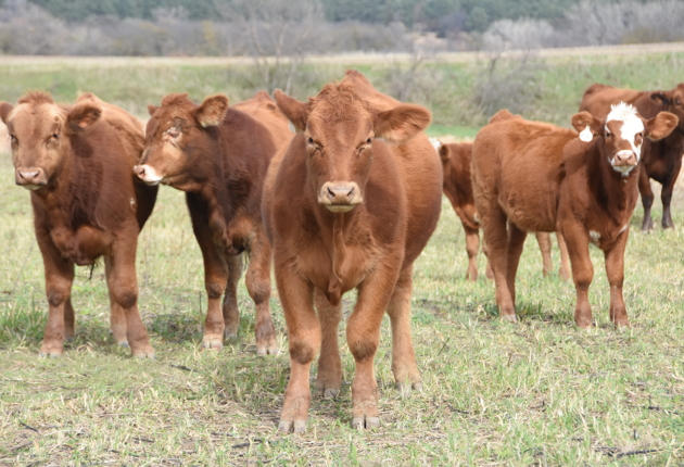 organic cows on pasture