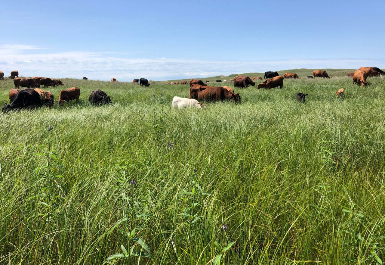 cattle grazing in tall grass
