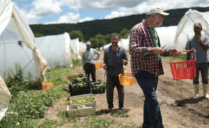 Farmworkers harvesting vegetables at Norwich Meadows Farm