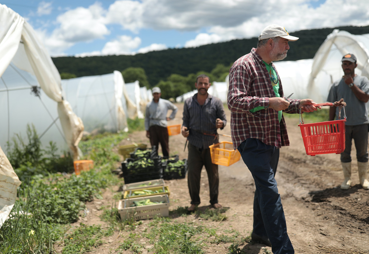 Farmworkers harvesting vegetables at Norwich Meadows Farm