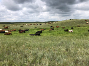 Cows in tall grass prairie