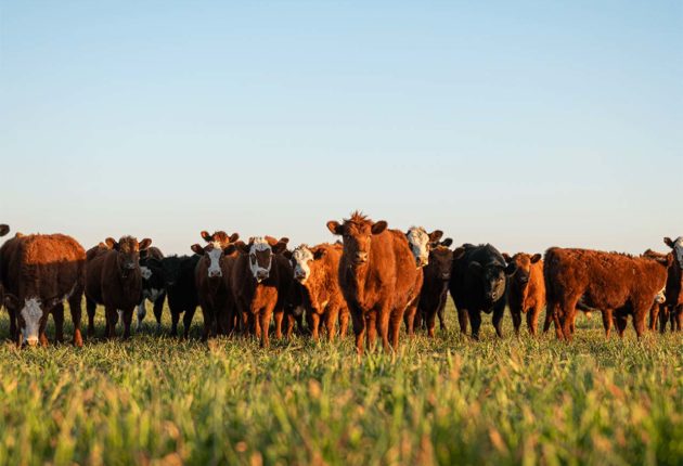 Organic Beef at a Glance