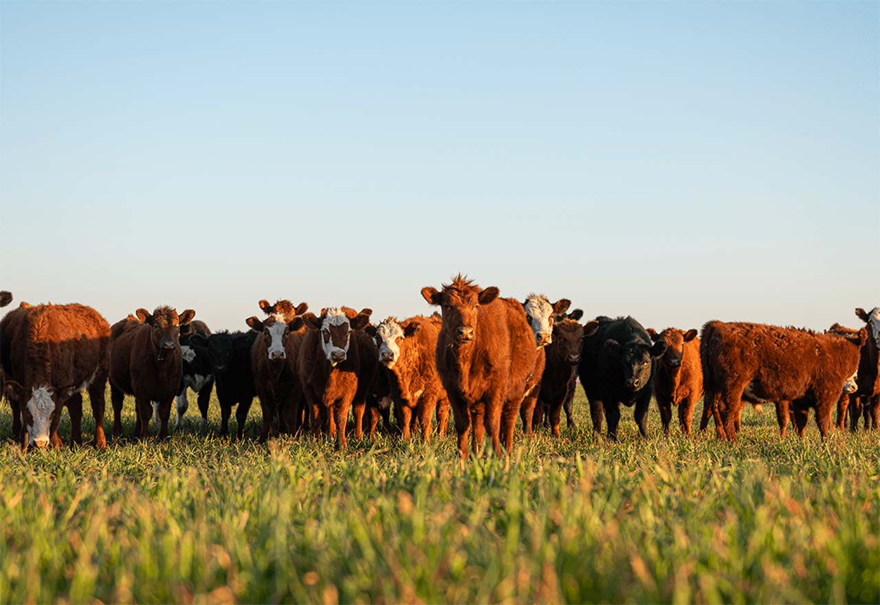 Organic Beef at a Glance