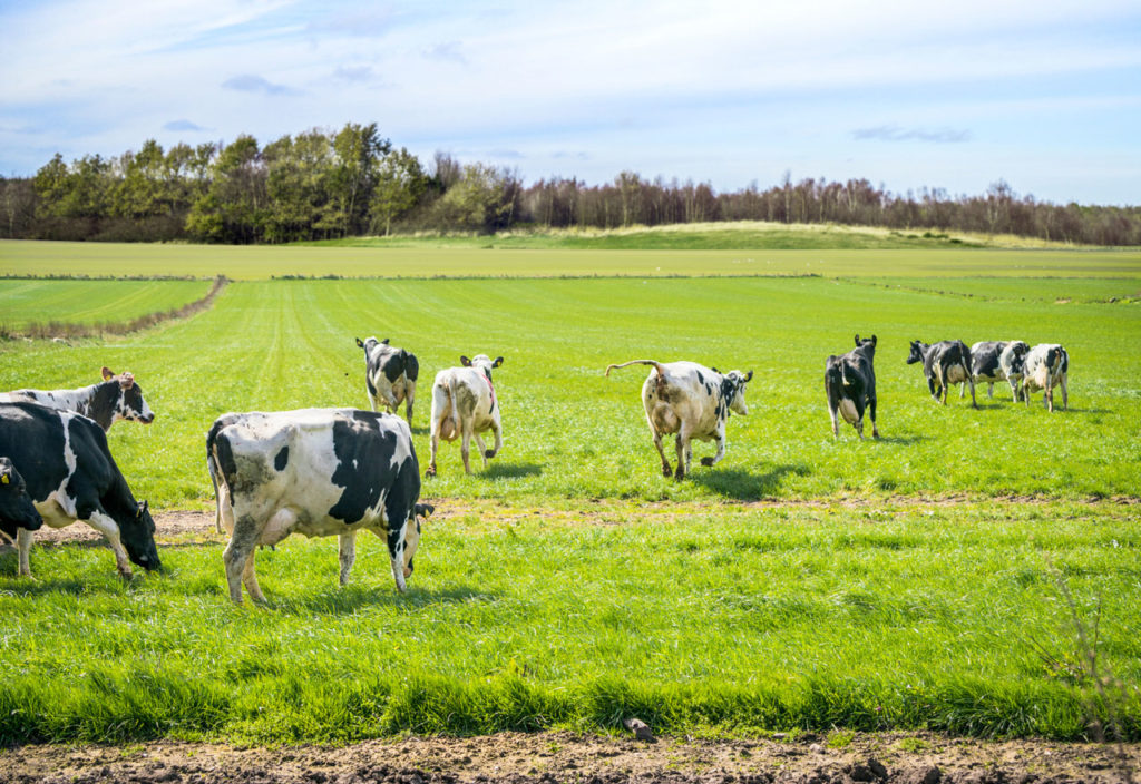 Cows running through a pasture