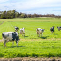 Cows running through a pasture