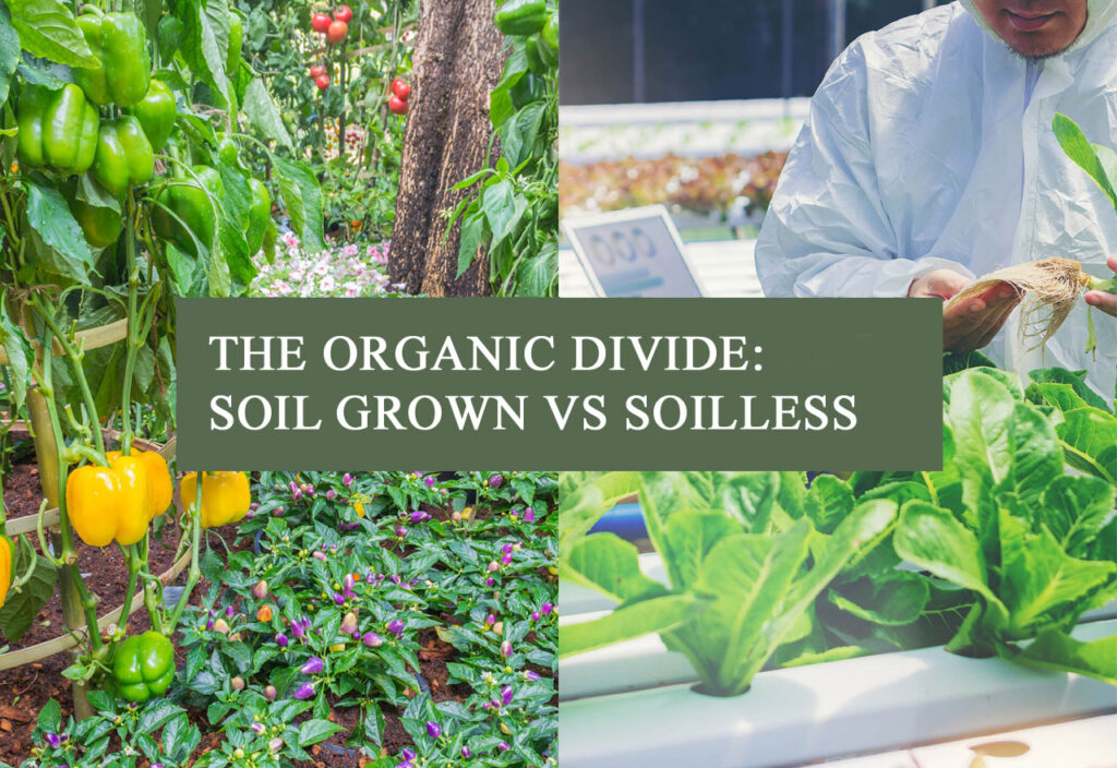 Image contrasting vegetables grown in soil on the left and vegetables grown hydroponically with a worker in the background on the right