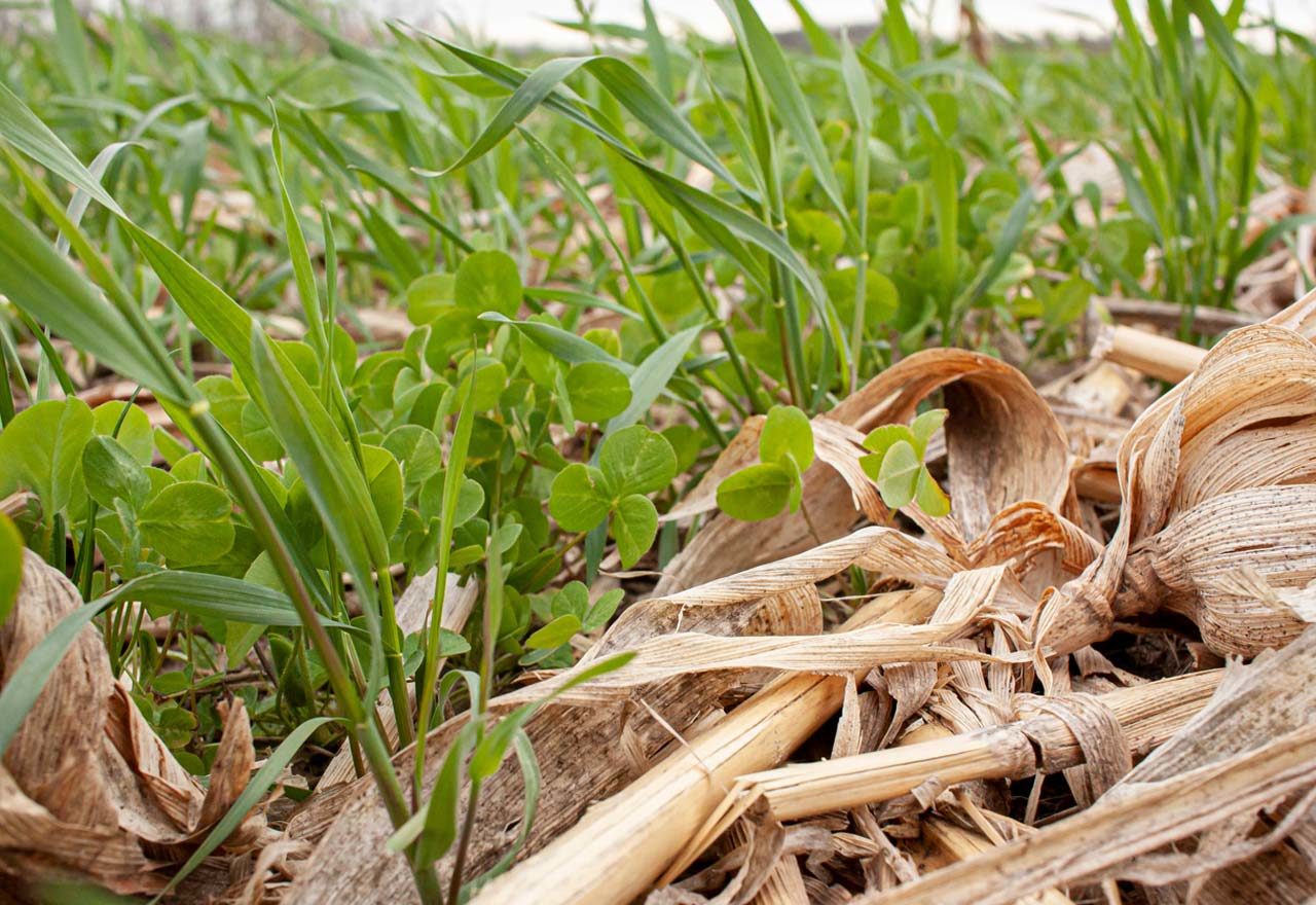 Corn husks in a field