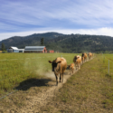 cows walking down a path through a pasture