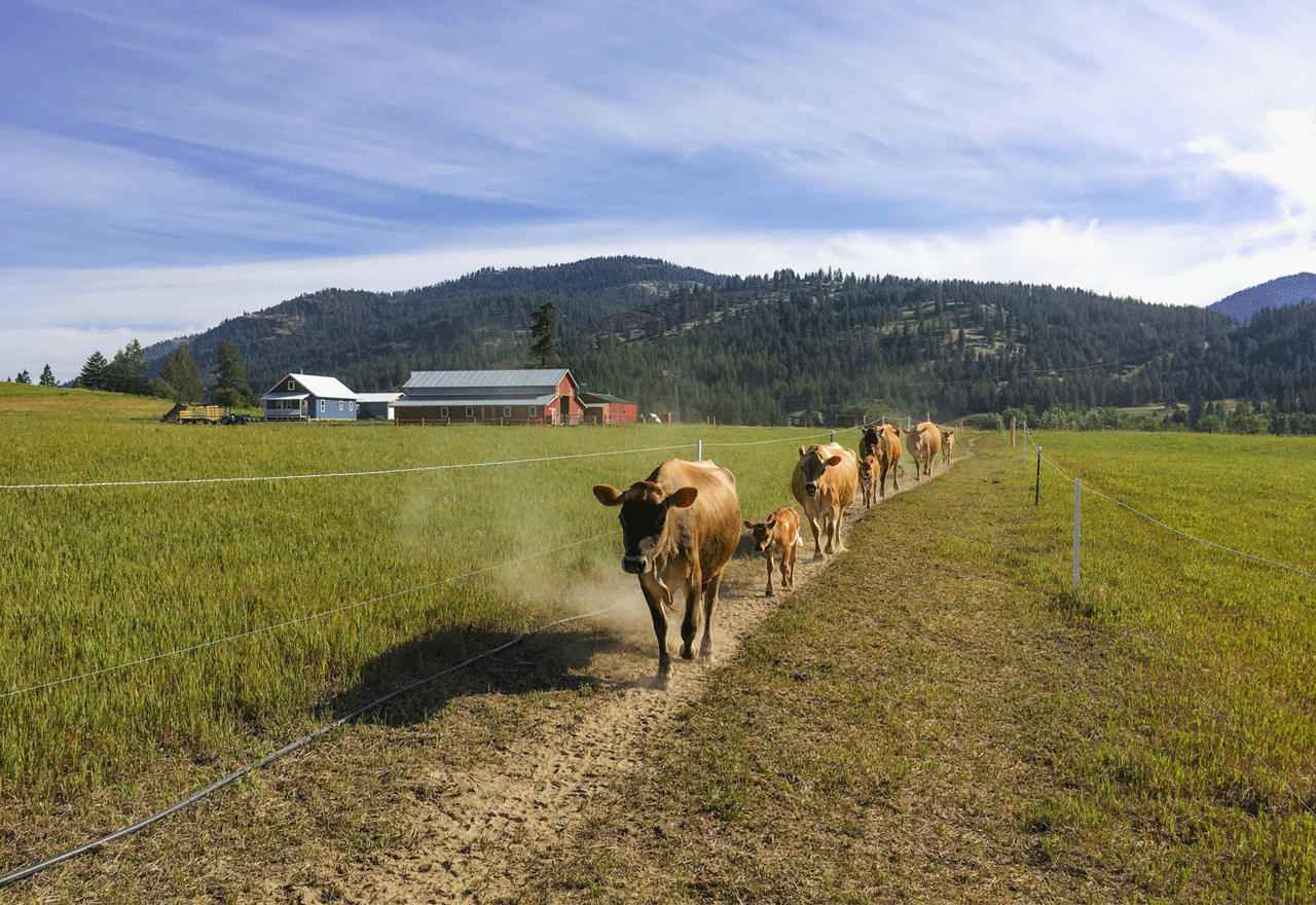 cows walking down a path through a pasture