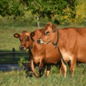 Two brown cows standing in a field