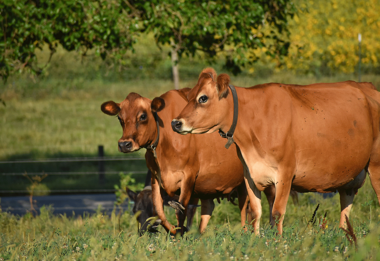 Two brown cows standing in a field