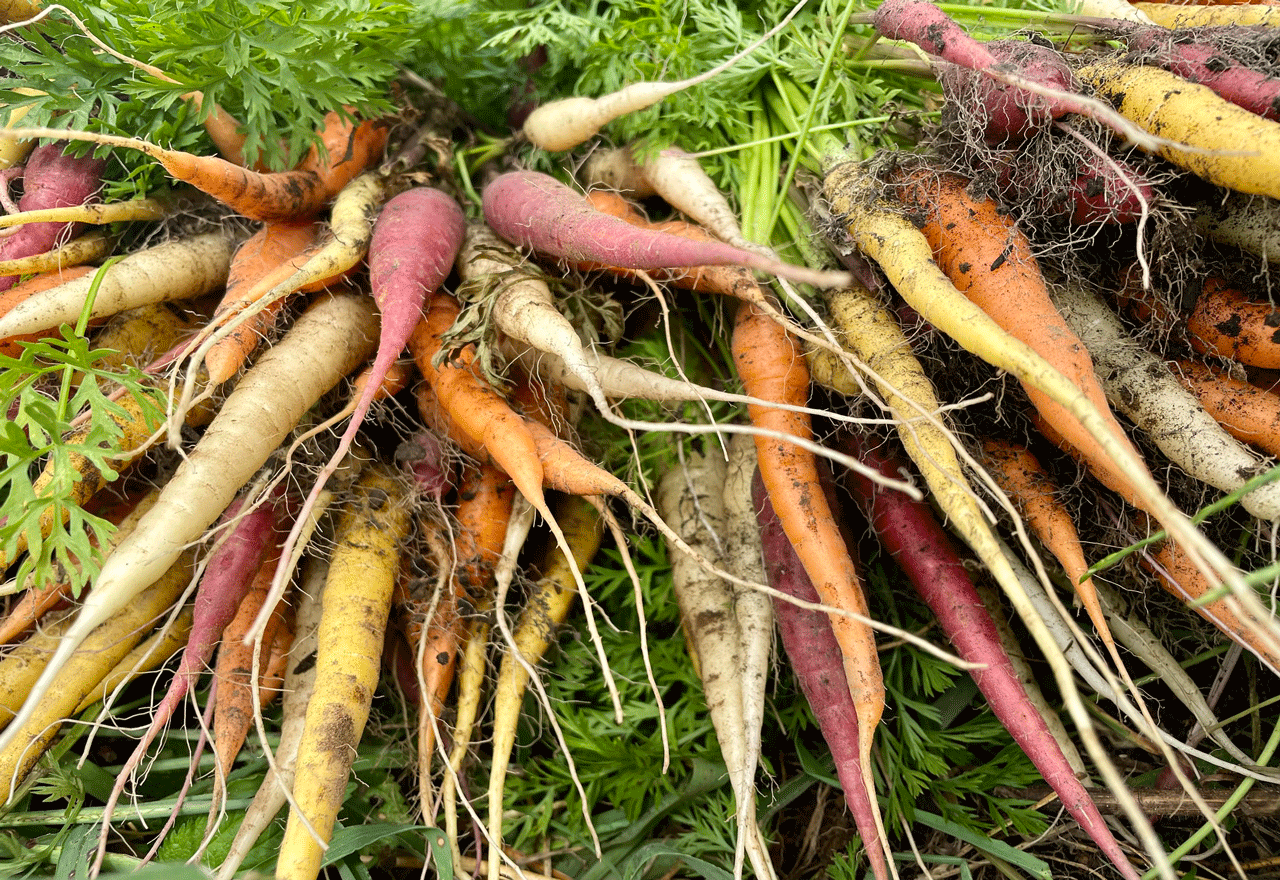 A pile of different colored carrots
