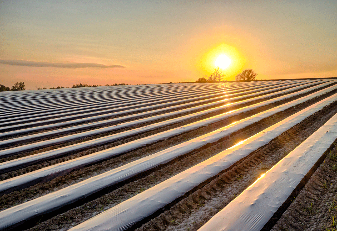 rows of crops covered in plastic with sun in background