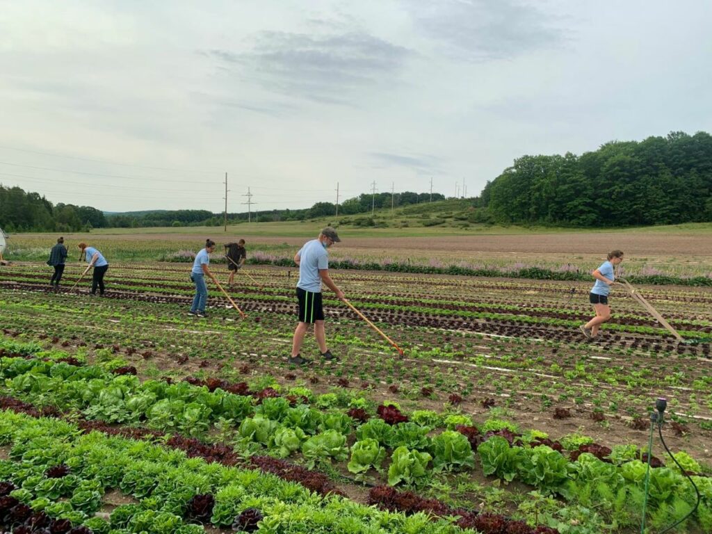 Farmworkers in a field