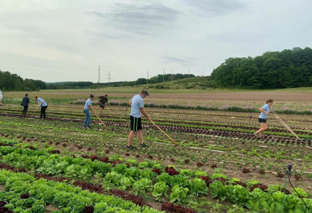 Farmworkers in a field