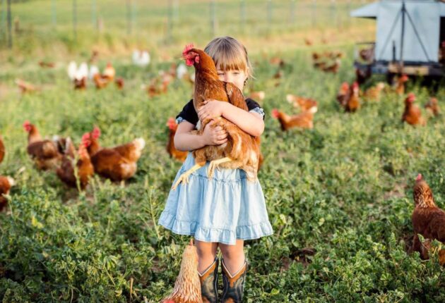 A girl holding a hen in a pasture with other hens