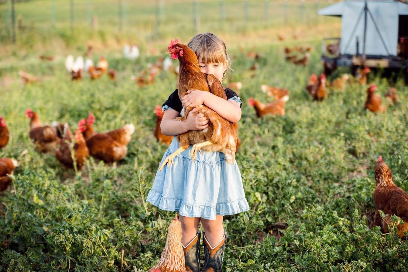 A girl holding a hen in a pasture with other hens