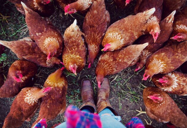 An overhead shot of hens gathering around the photographer's boots