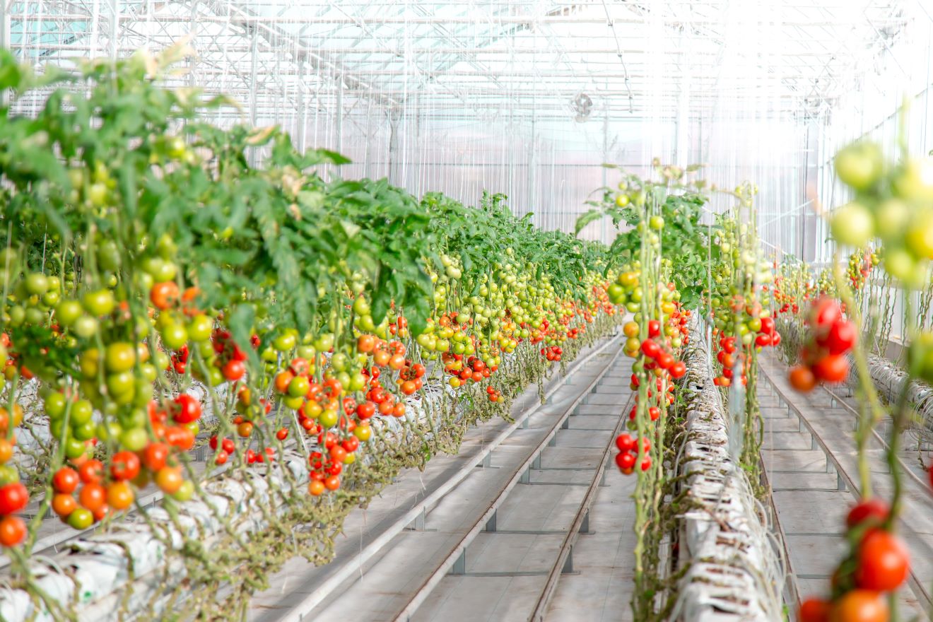 Hydroponic tomatoes growing in a greenhouse