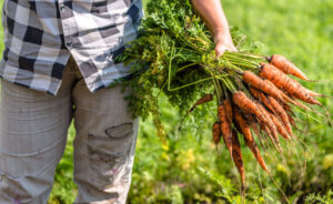 A farmer holding a bunch of carrots