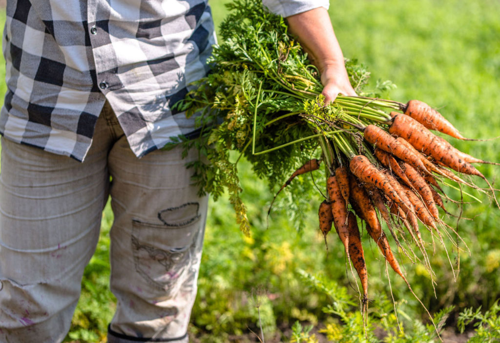 A farmer holding a bunch of carrots