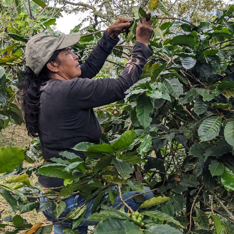 A coffee farmer