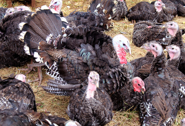 A turkey shows off his feathers