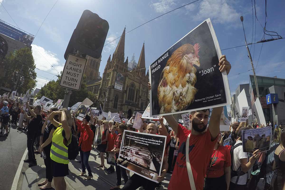 Photo of free range protestors
