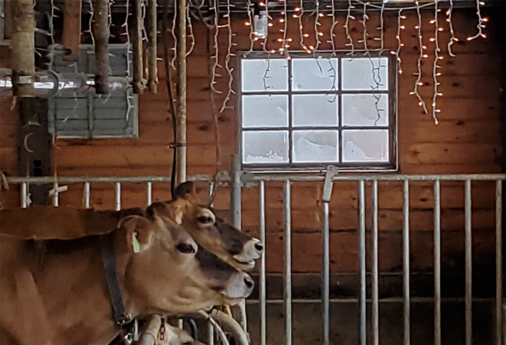 Photo of dairy cattle
