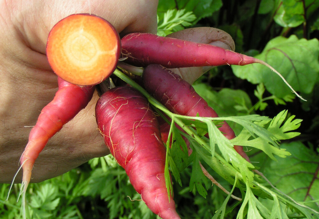 Photo of freshly picked carrots
